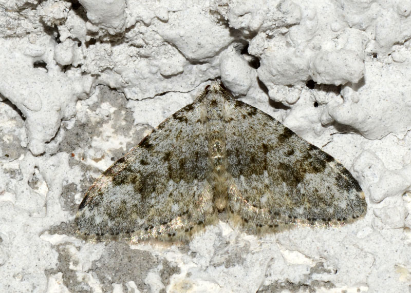 Geometridae Coenotephria salicata ?